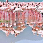 Flamingos im Riftt Valley