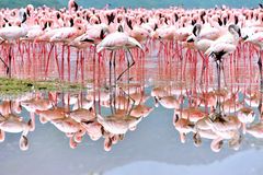 Flamingos im Riftt Valley