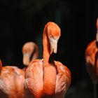 Flamingos im Schatten