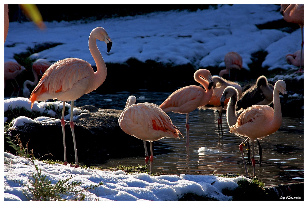 Flamingos im Schnee...