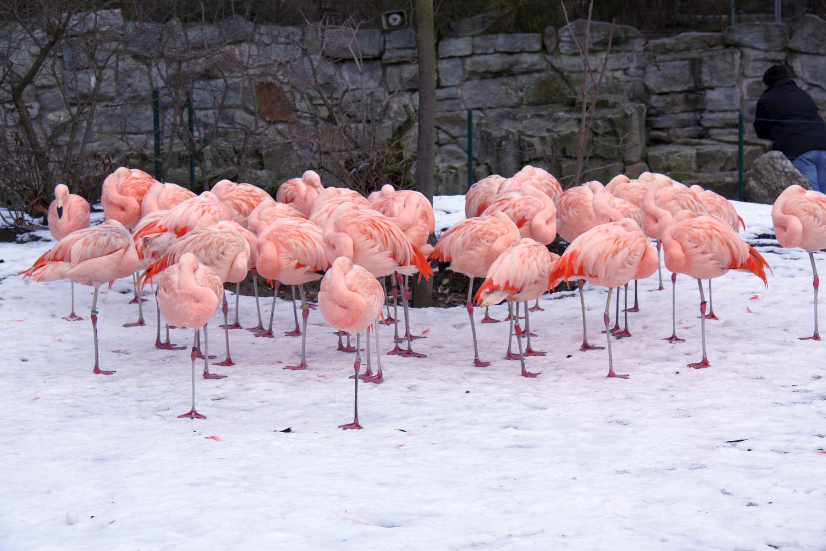 Flamingos im Schnee