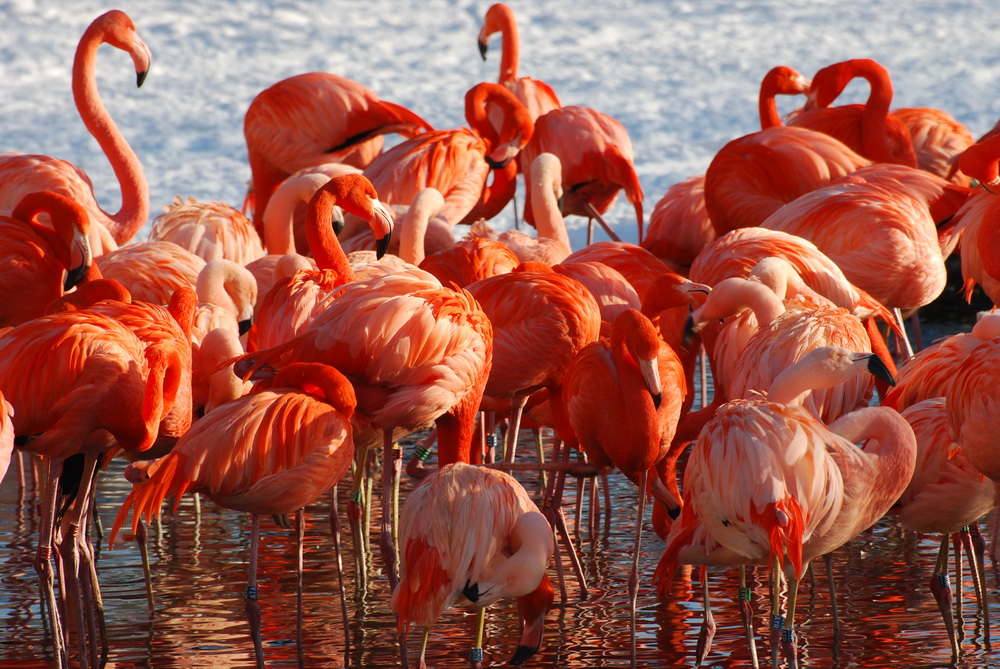 Flamingos im Schnee