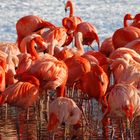 Flamingos im Schnee