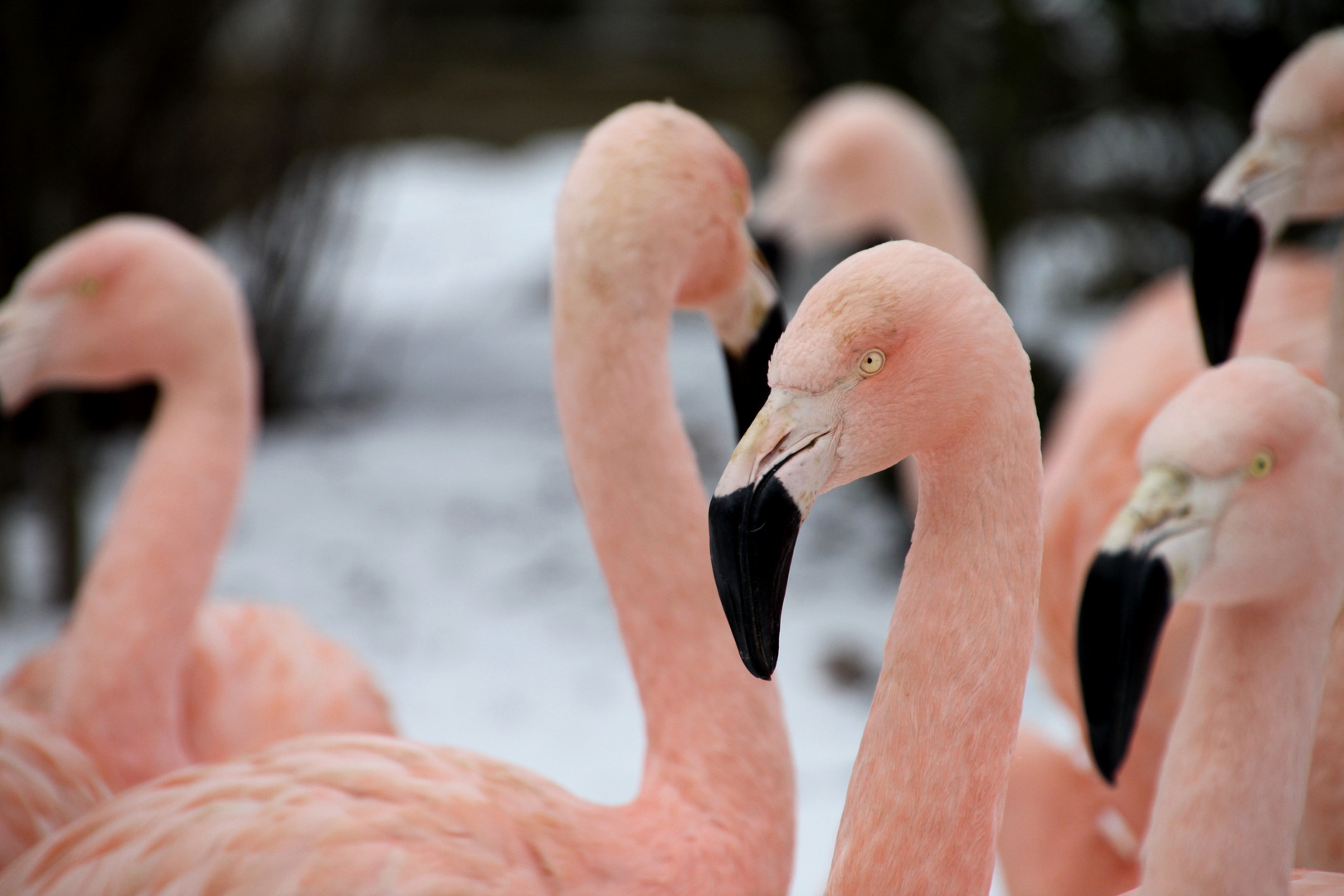 Flamingos im Schnee