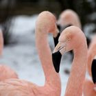 Flamingos im Schnee