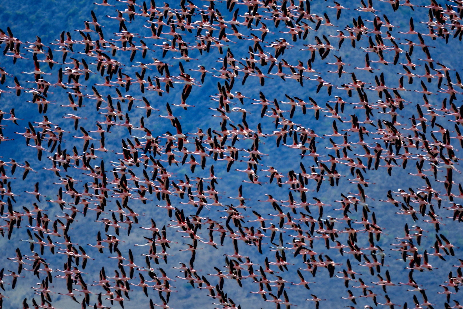 Flamingos im Schwarm