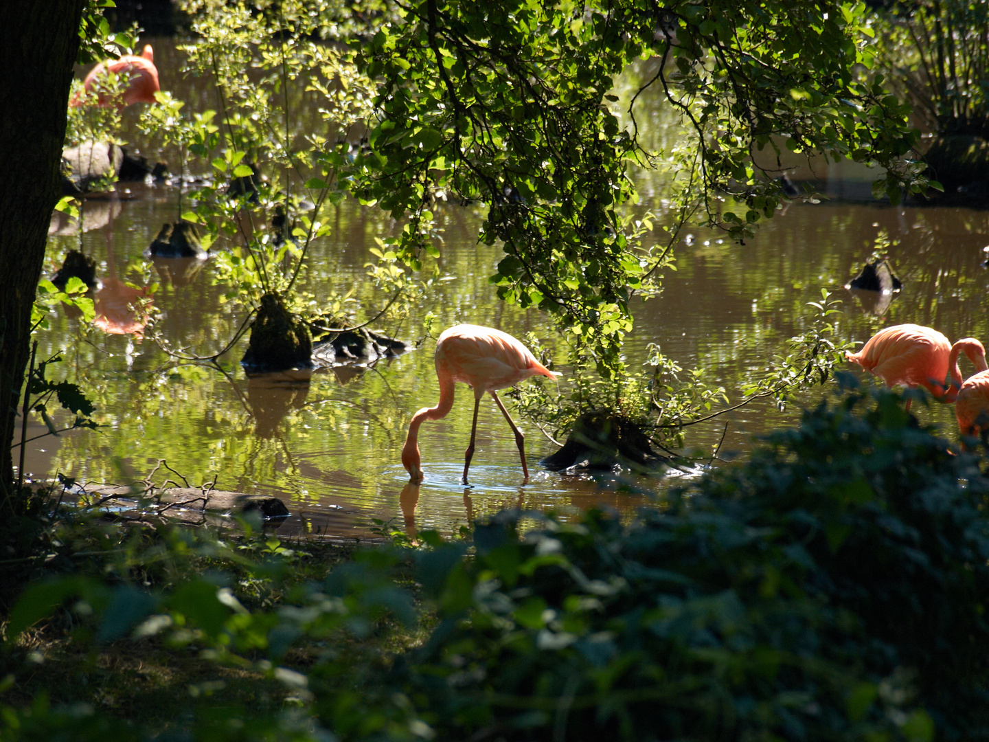 Flamingos im Schweriner Zoo