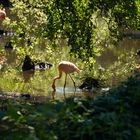 Flamingos im Schweriner Zoo