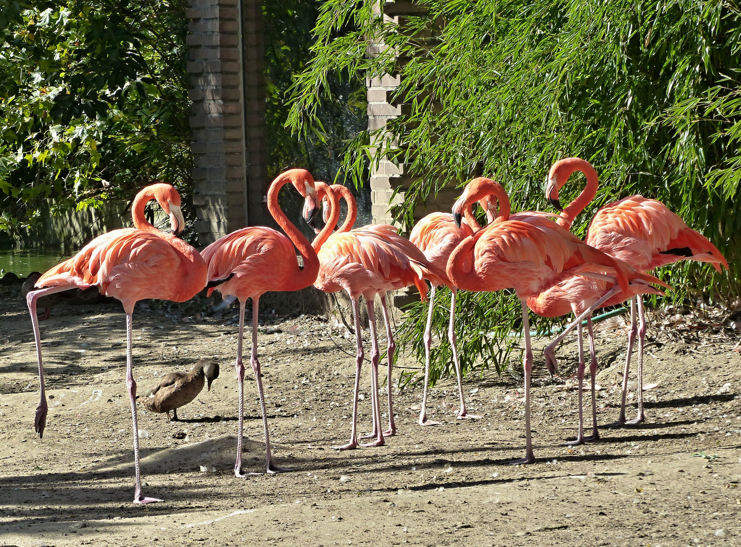 Flamingos im Sonnenschein