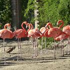 Flamingos im Sonnenschein