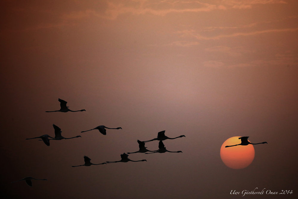 Flamingos im Sonnenuntergang