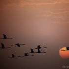 Flamingos im Sonnenuntergang