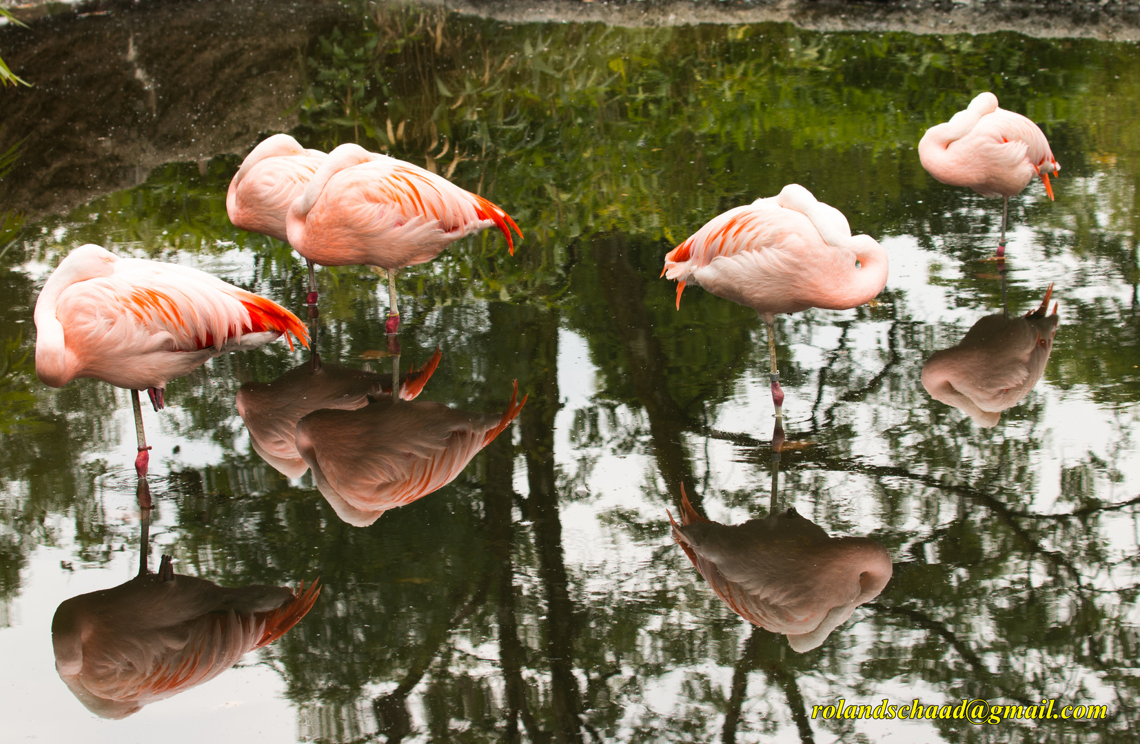 Flamingos im Spiegel