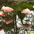 Flamingos im Spiegel