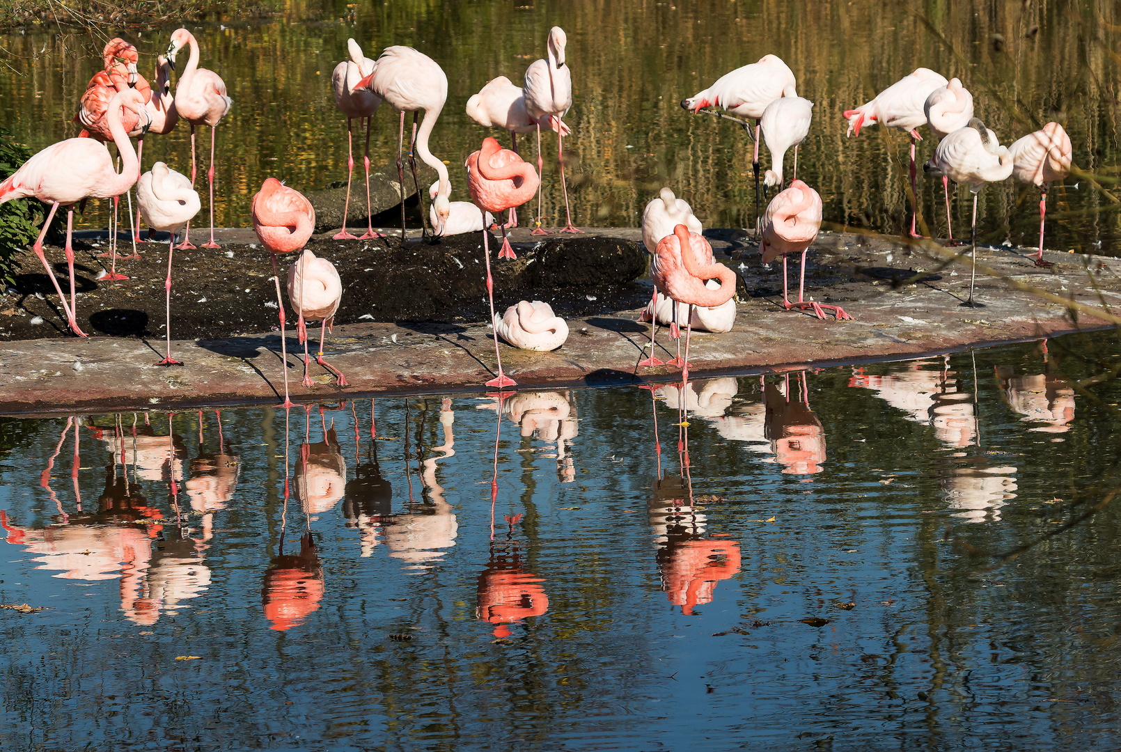 Flamingos im Spiegel