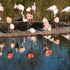 Flamingos im Spiegel