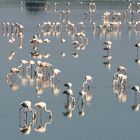 Flamingos im Spiegel,  Flamencos reflejando, 