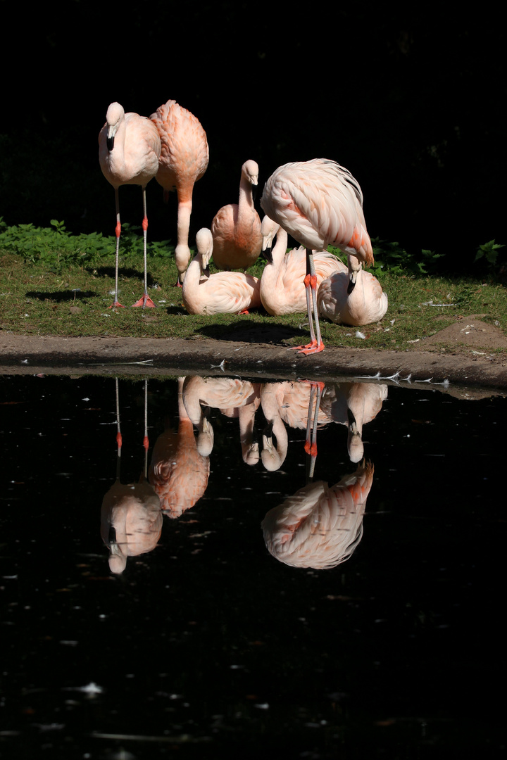 Flamingos im Spiegelbild