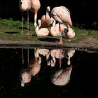 Flamingos im Spiegelbild