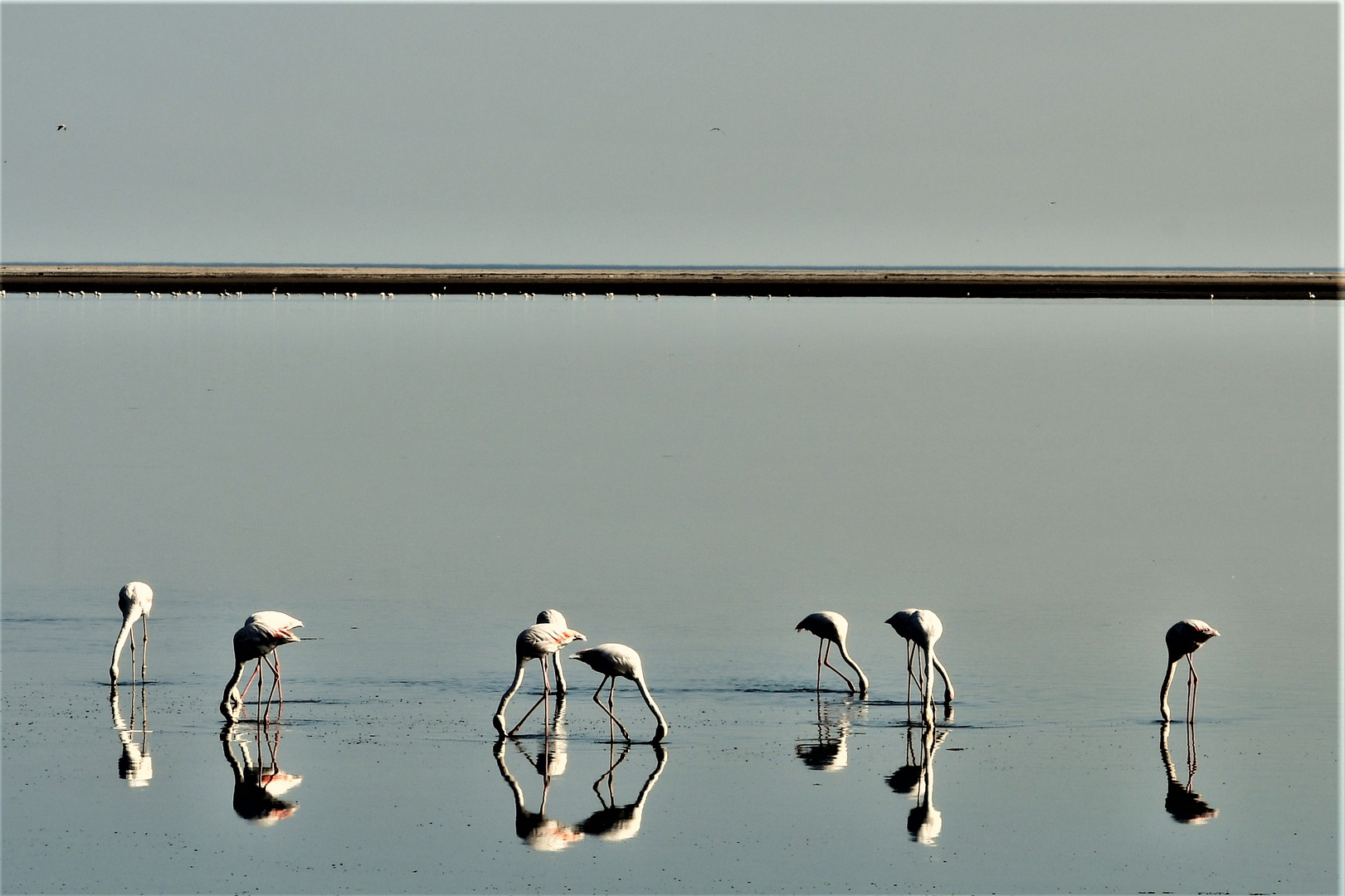 Flamingos im Spiegelwasser