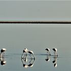 Flamingos im Spiegelwasser