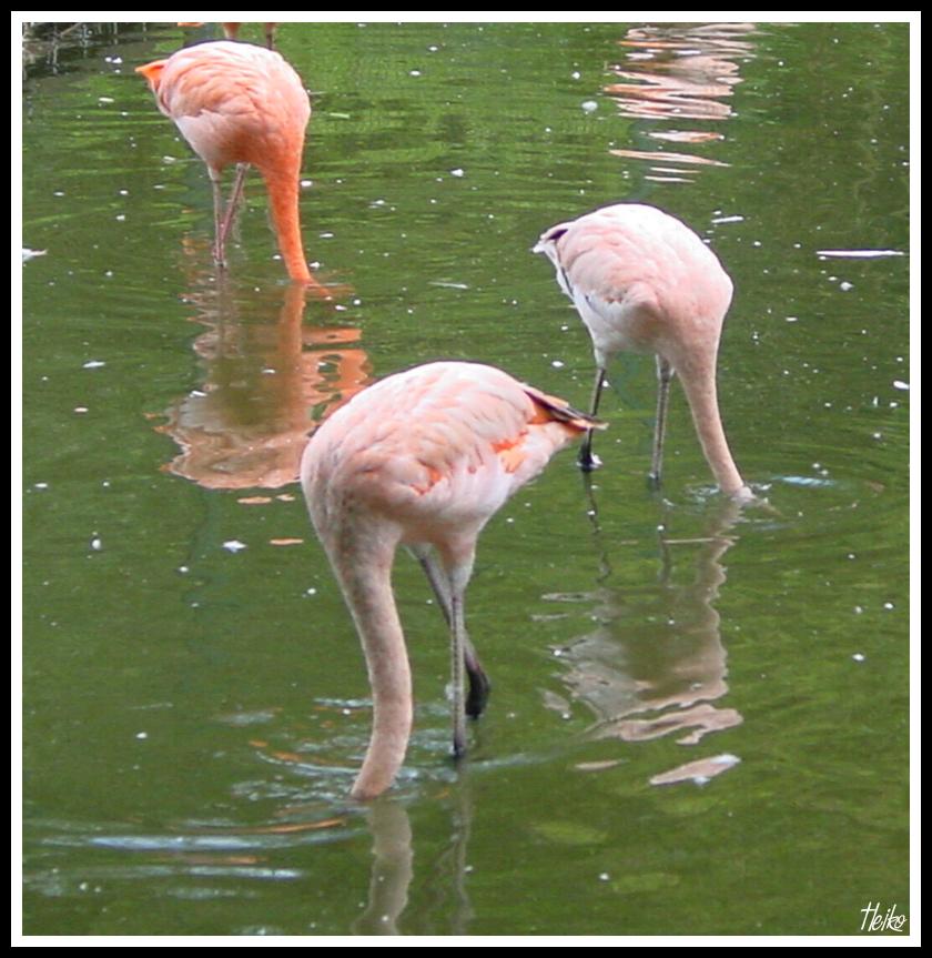 Flamingos im Tiergarten Nürnberg