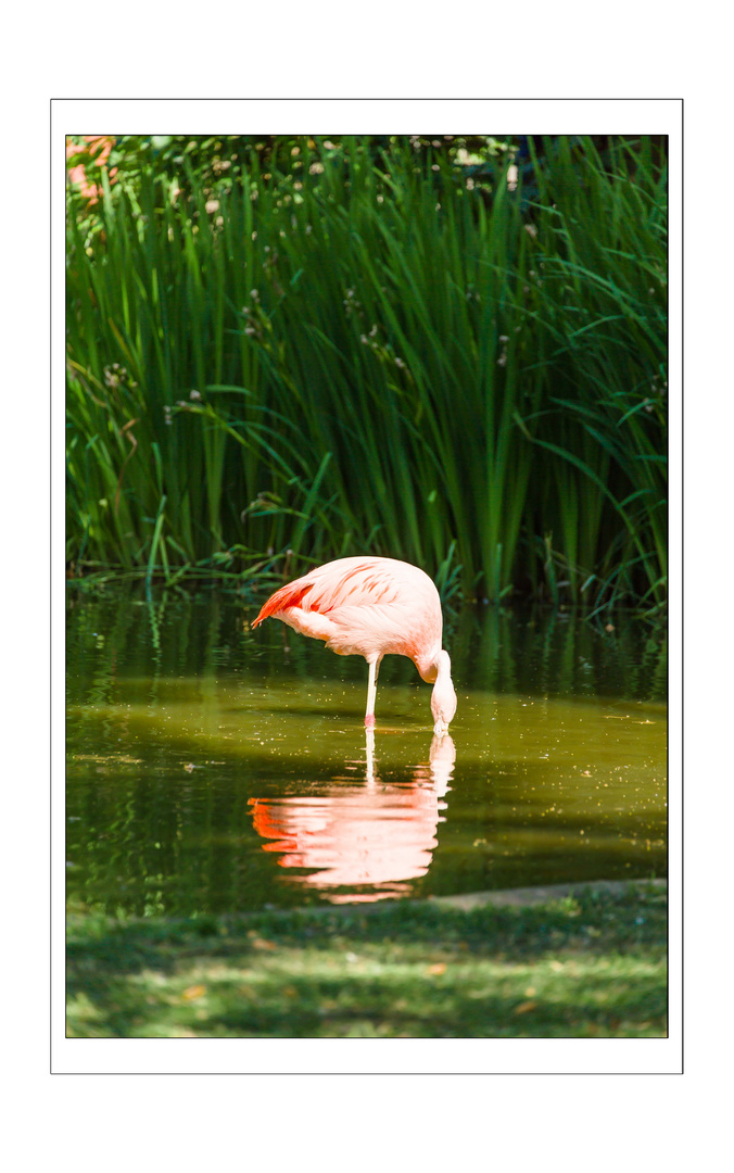 Flamingos im Tiergarten Worms