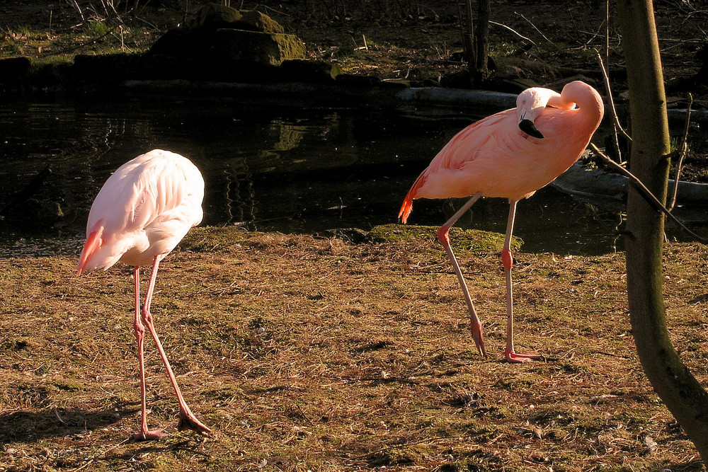 Flamingos im Tierpark