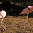 Flamingos im Tierpark