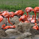 Flamingos im Tierpark