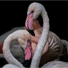 Flamingos im Tierpark