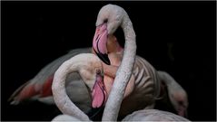 Flamingos im Tierpark