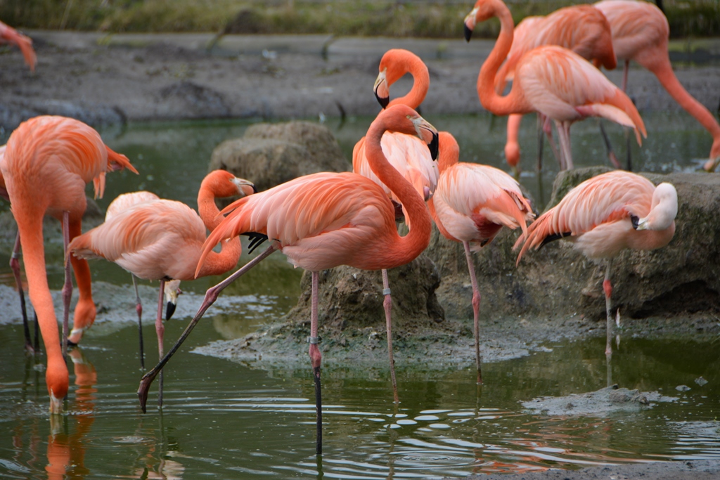 Flamingos im Tierpark Berlin Foto & Bild tiere, zoo, wildpark