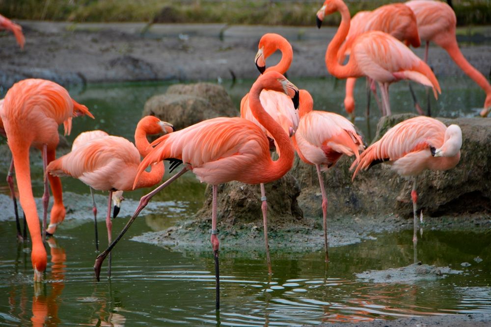 Flamingos im Tierpark Berlin Foto & Bild tiere, zoo, wildpark
