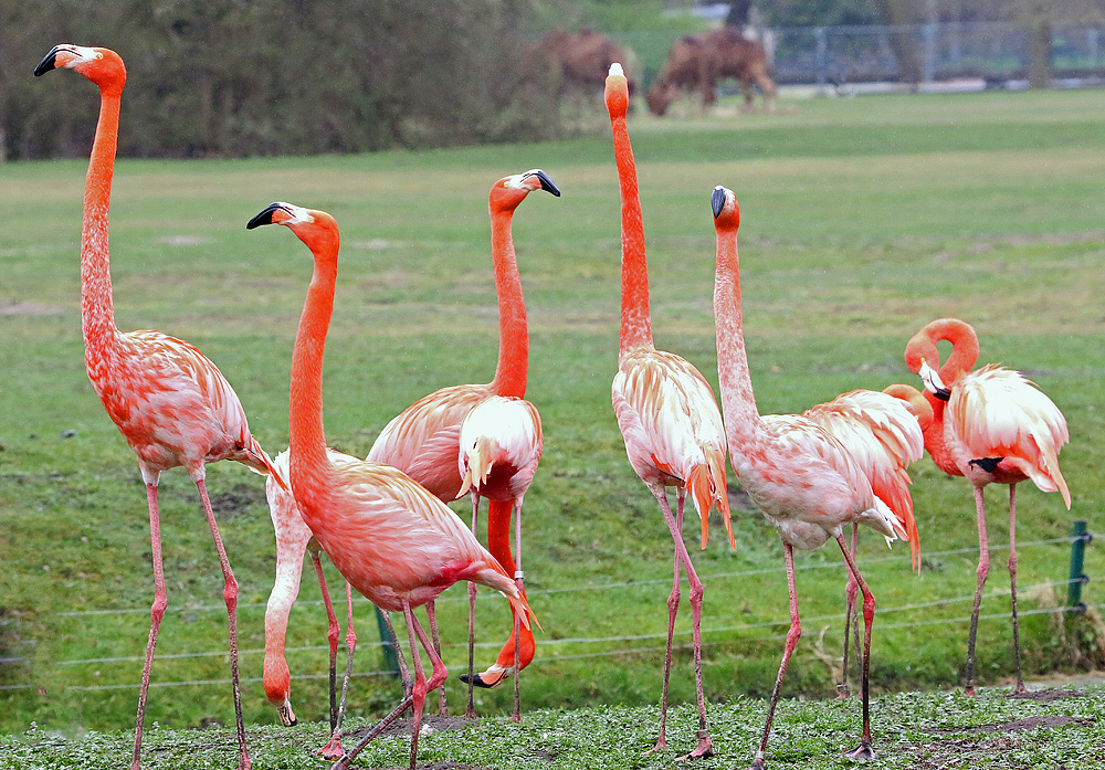 Flamingos im Tierpark Berlin