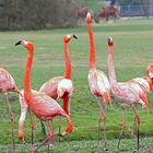 Flamingos im Tierpark Berlin