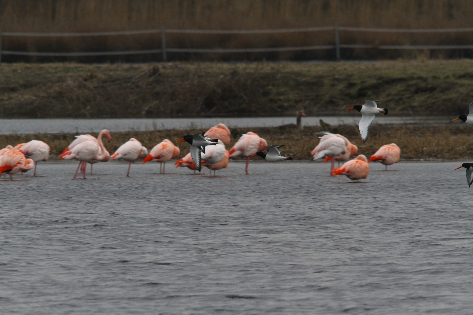 Flamingos im Venn