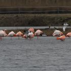 Flamingos im Venn