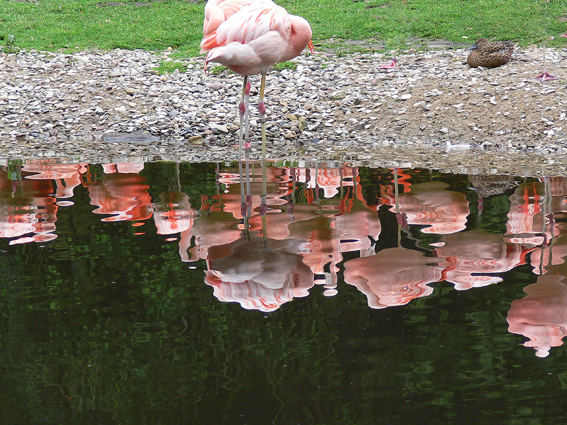 Flamingos im Vogelpark Walsrode