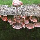 Flamingos im Vogelpark Walsrode