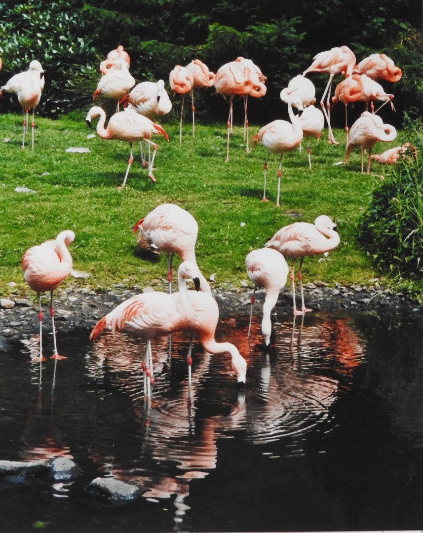 Flamingos im Vogelparkwalsrode