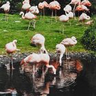 Flamingos im Vogelparkwalsrode