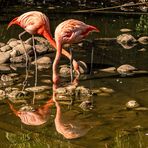 Flamingos im Wasser 