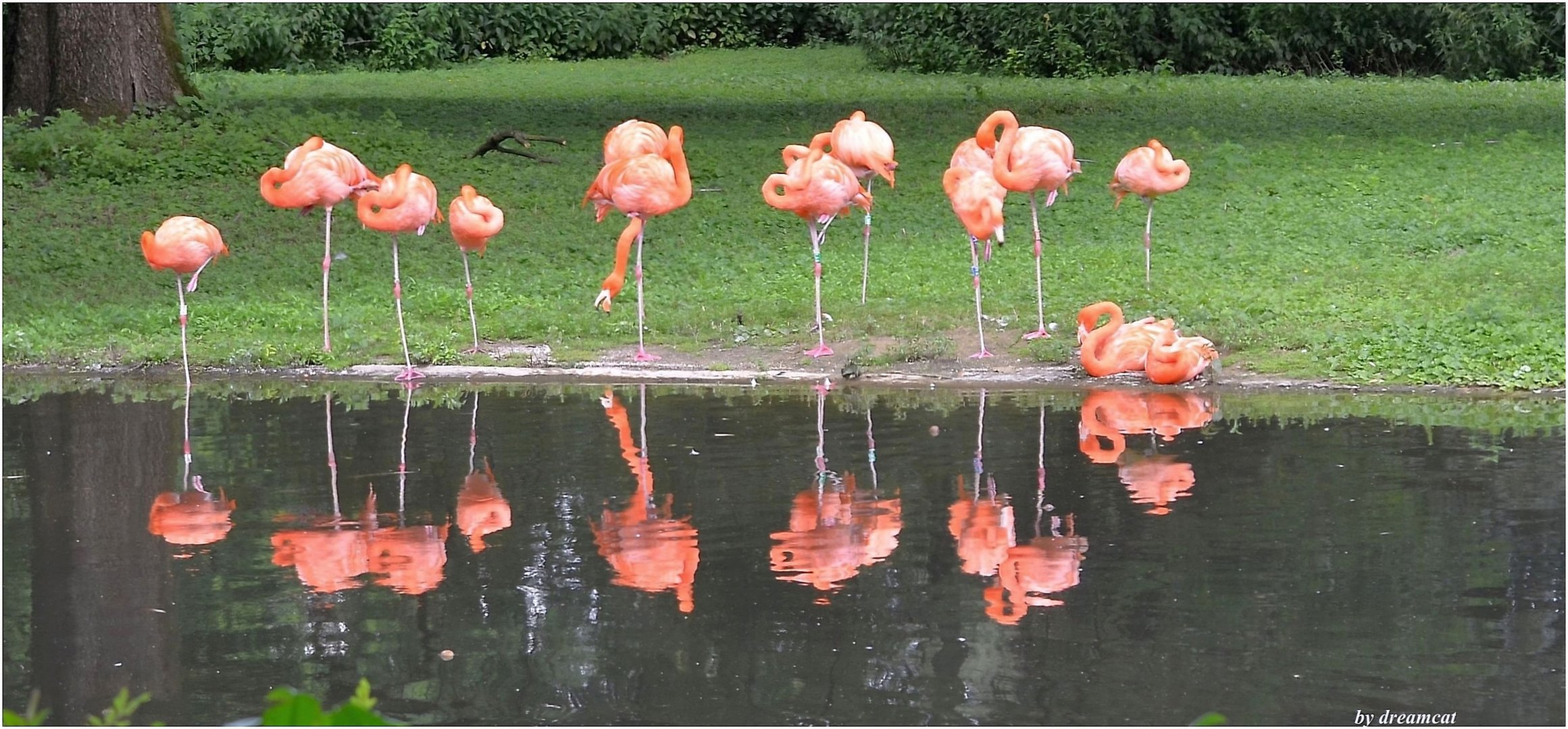 Flamingos im Wasserspiegel