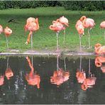Flamingos im Wasserspiegel