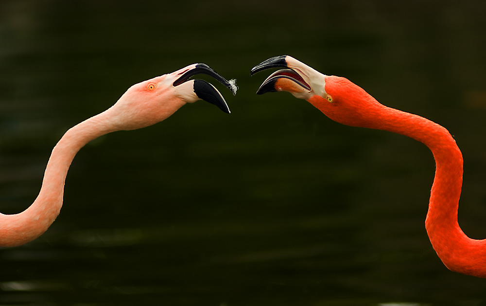 Flamingos im Westfalenpark Dortmund