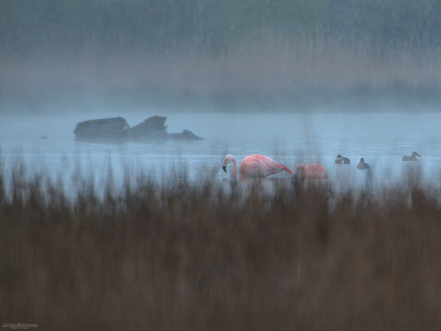 Flamingos im Westmünsterland