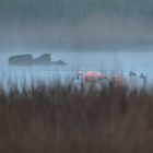 Flamingos im Westmünsterland
