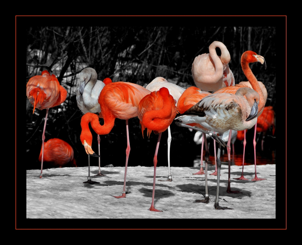 Flamingos im WInter