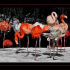 Flamingos im WInter